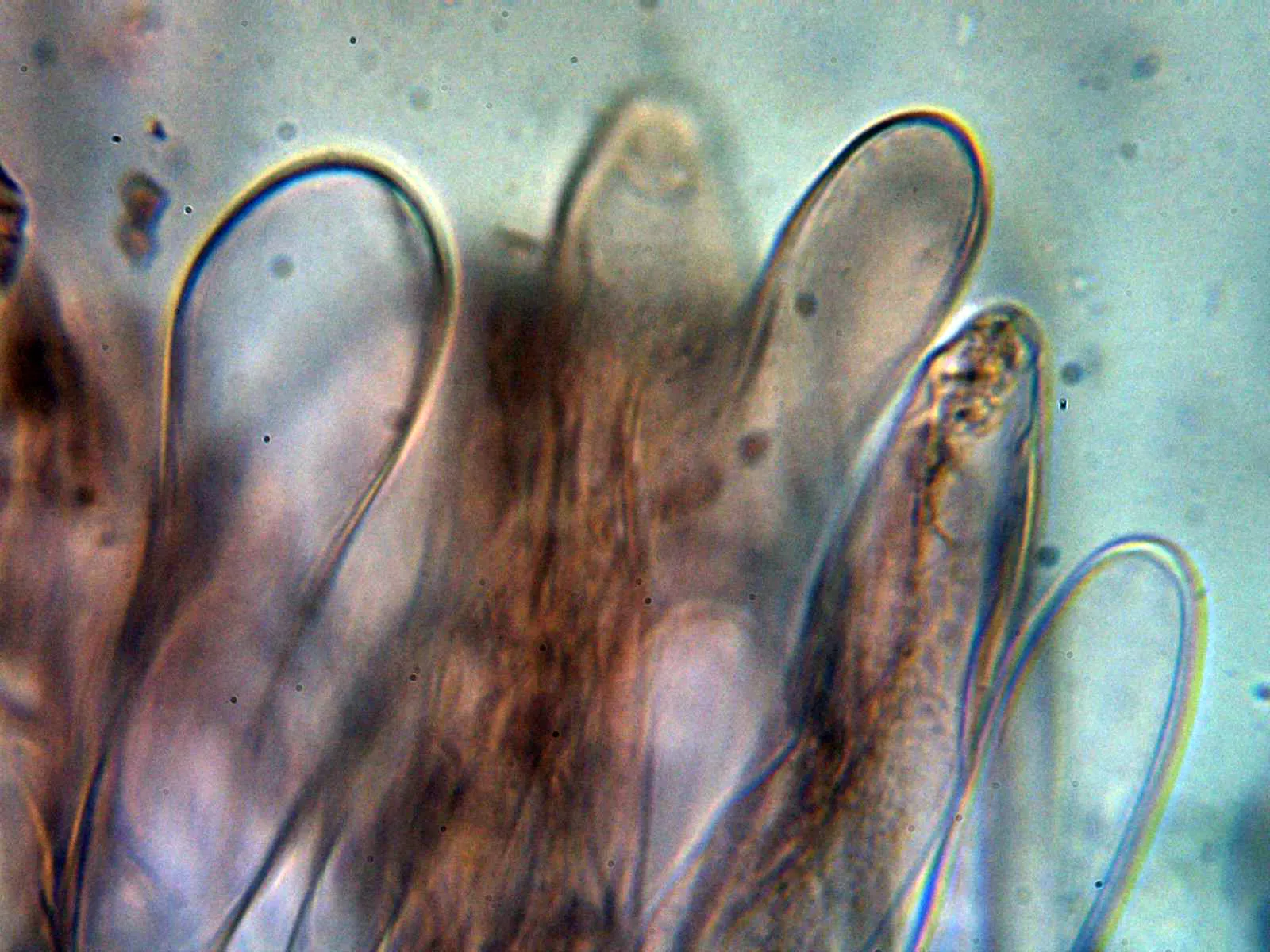 Microscopía de Tricholomopsis rutilans - 11 - Queilocistidios 1